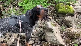 Bluetick Coonhound Baying