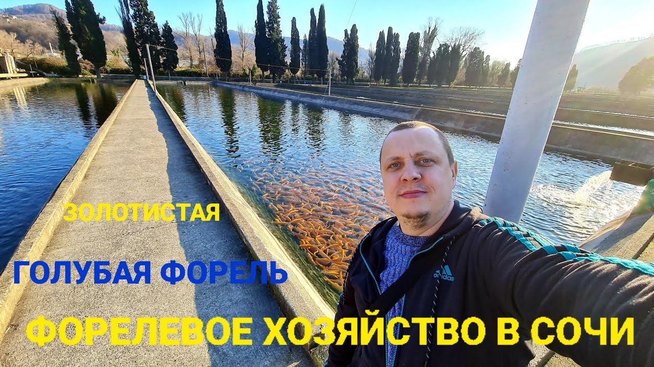 Форелевое хозяйство 2023 Сочи Адлер Голубая форель / Как доехать / Цены ...