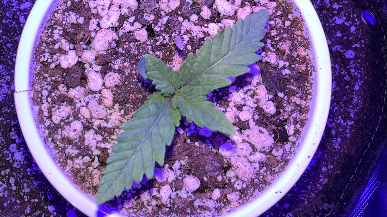 Transplanting Seedlings-Gorilla Grow Off-Seedling to Veg under the KindLED X80, Kyle’s Skywalker OG