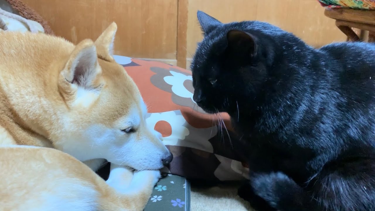 深夜に 眠れない と甘える猫を 温かい愛でつつみこむ柴犬にほっこり いぬのきもちweb Magazine 深夜に 眠れない と甘える猫を 温かい愛でつつみこむ柴犬にほっこり いぬのきもちweb Magazine