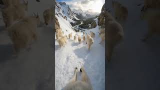 She Put a Camera on a Mountain Goat and What It Filmed on the Way Down Will Haunt You Forever