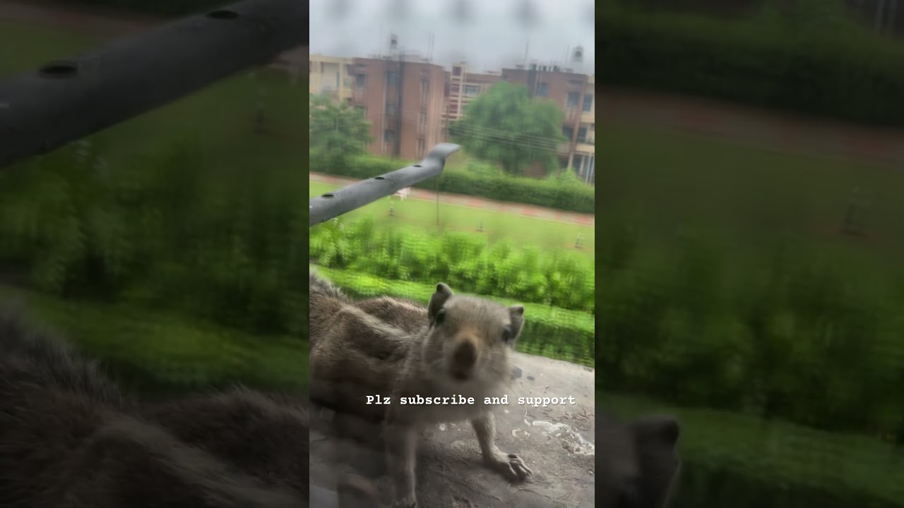 Indian squirrel in urban areas 