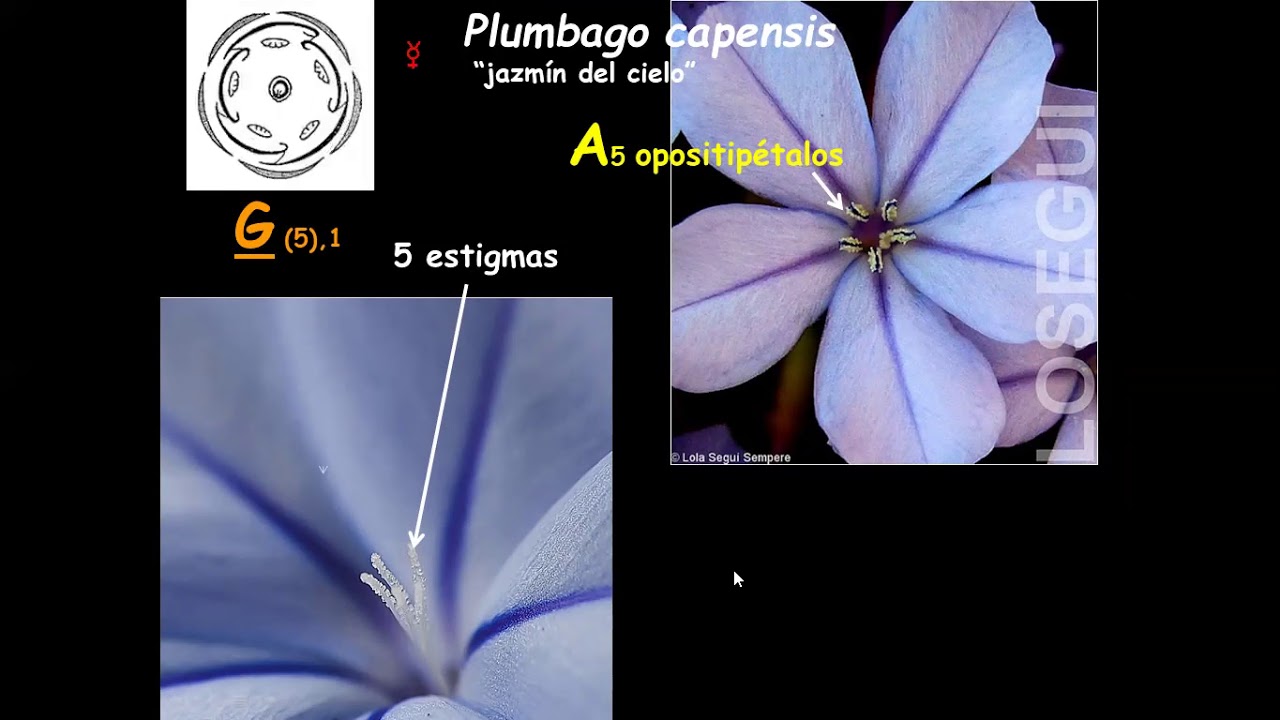 Plumbaginales Plumbagináceas YouTube