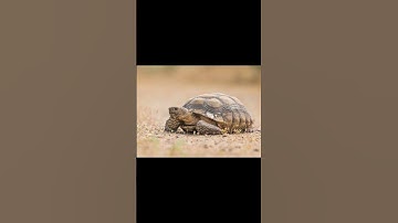 Cách phân biệt rùa cạn và rùa biển #shorts #alen #rua