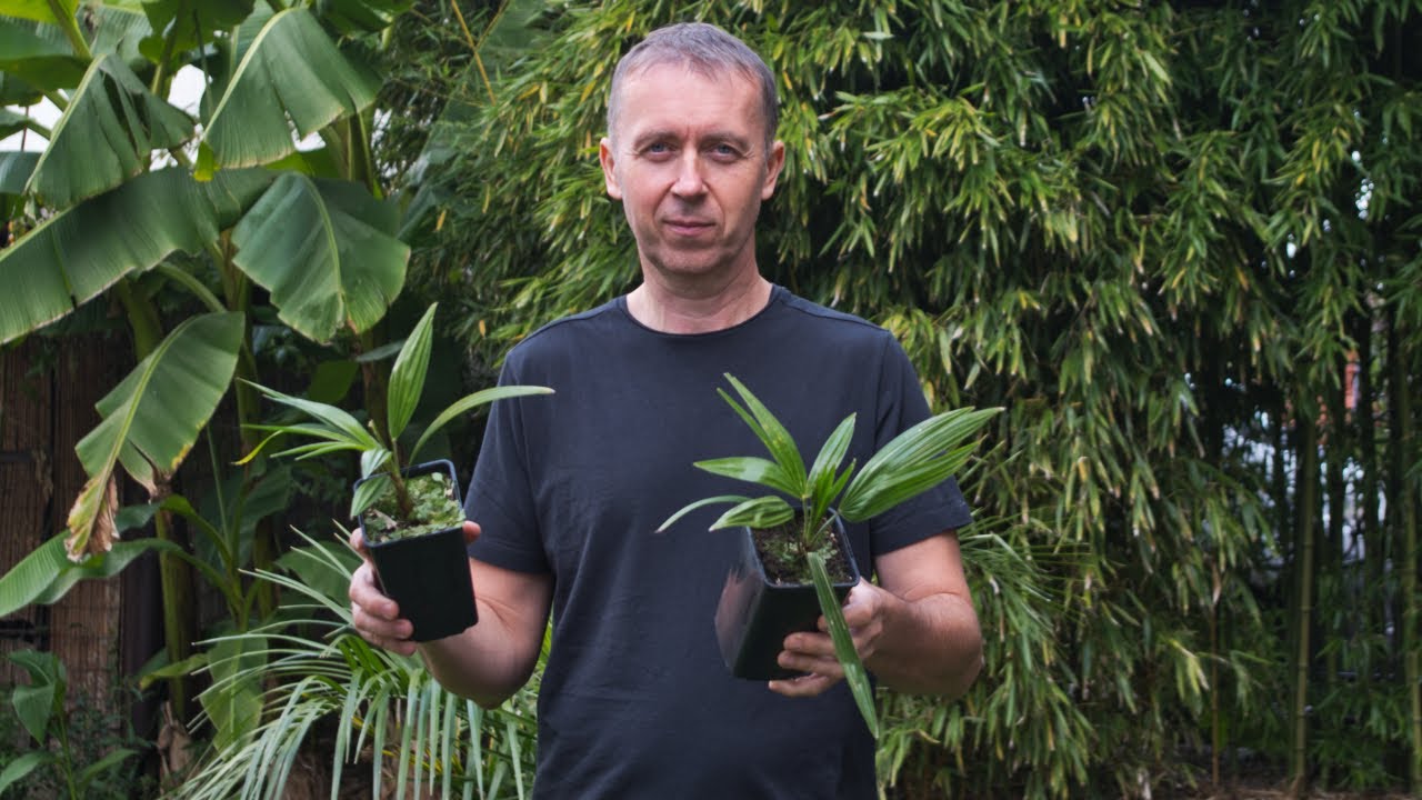 Hybrydy palm na sprzedaż