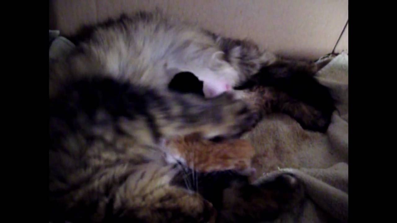 Cats Protection Maidenhead, Slough & District YouTube