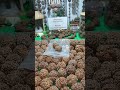 Rudraksha
