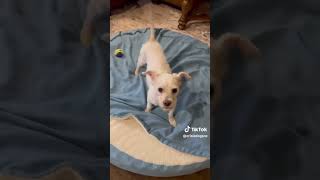 Ace Champ CrisisDogsNC rescue needs a new home