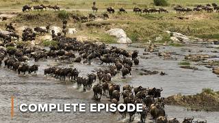High-Stakes Wildebeest River Crossing | Nomads of the Serengeti 101+102