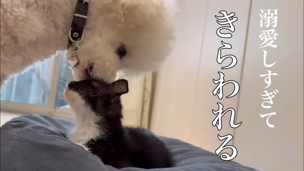 【子猫を溺愛する犬たち】愛が重すぎて嫌われる犬の兄たち…| 野良猫|スタンダードプードル|売れ残り|熊本|ミニマリスト