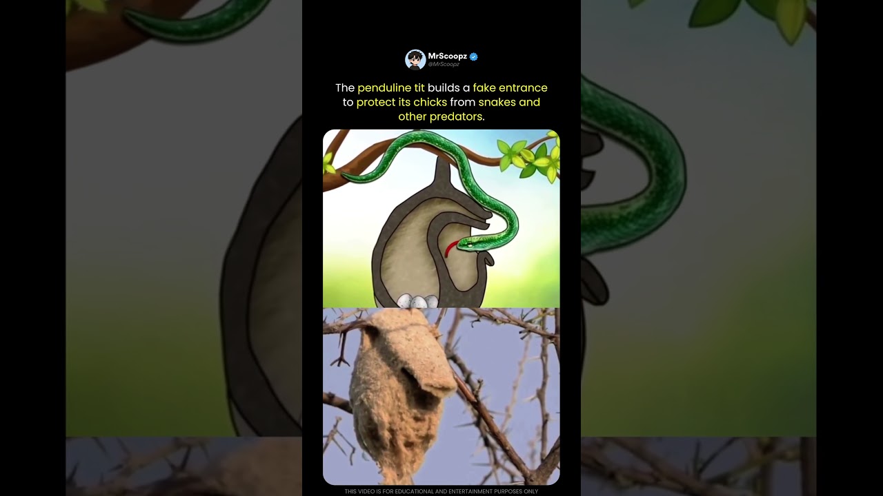 This Bird Uses Deception To Protect Its Nest 🐦