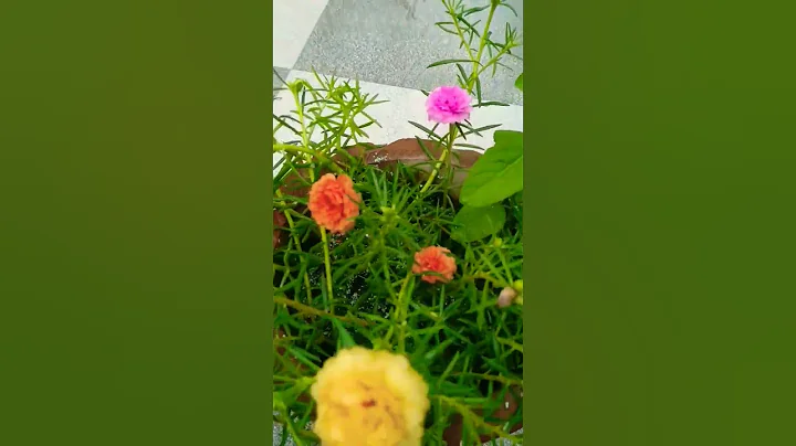 Beautiful portulaca flowers in pot 🌺🌺  #portulaca #garden #gardening #shortvideo #shorts