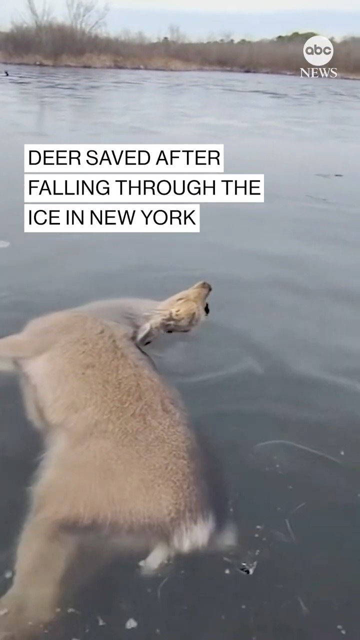Deer saved after falling through the ice in New York