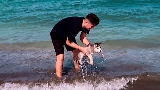 MI HUSKY SIBERIANO REACCIONA AL MAR POR PRIMERA VEZ **APRENDE A NADAR** [Shooter]