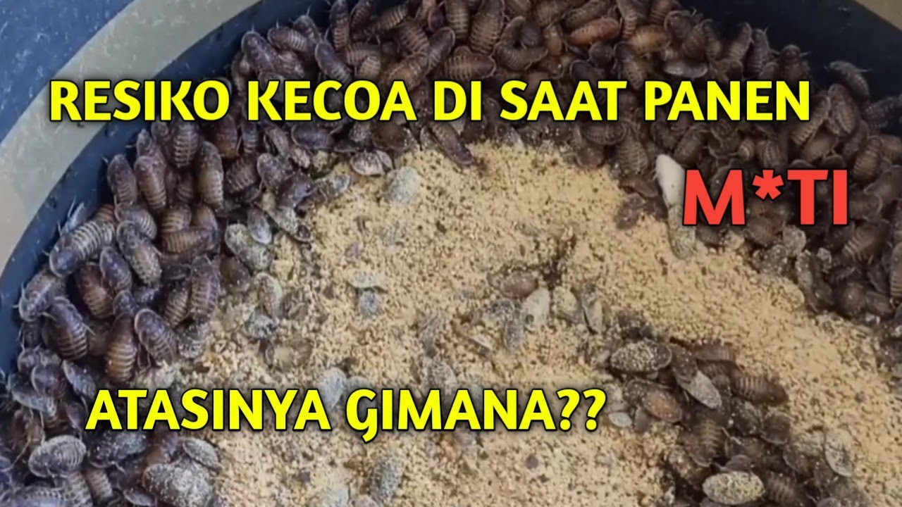 CARA MENCEGAH / MEMINIMALISIR KEMATIAN PADA KECOA DUBIA SAAT PANEN