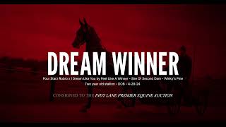 Dream Winner. Two year old Standardbred Stallion