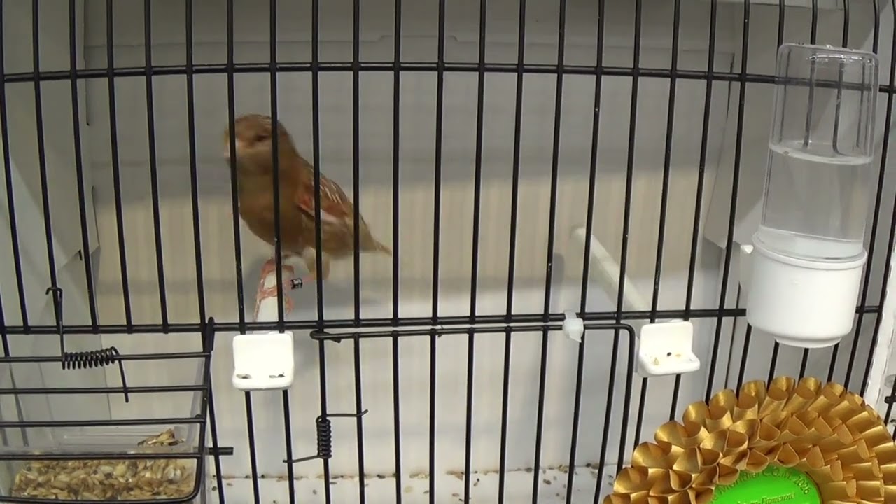 Phaeo red mosaic female, 92 points, Vanderhulst Didier