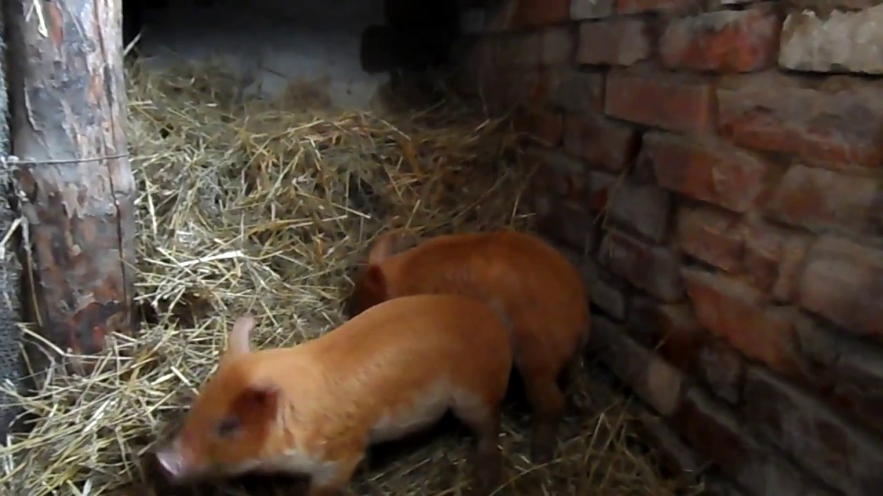 Обзор наших поросят породы дюрок