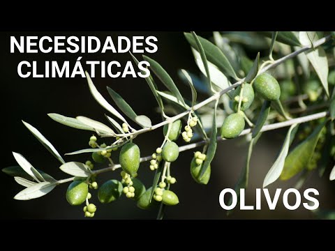 Video: ¿Cuáles son las mejores condiciones de crecimiento para los olivos?