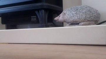 STS Pi Roving Robot POV Living Room Run