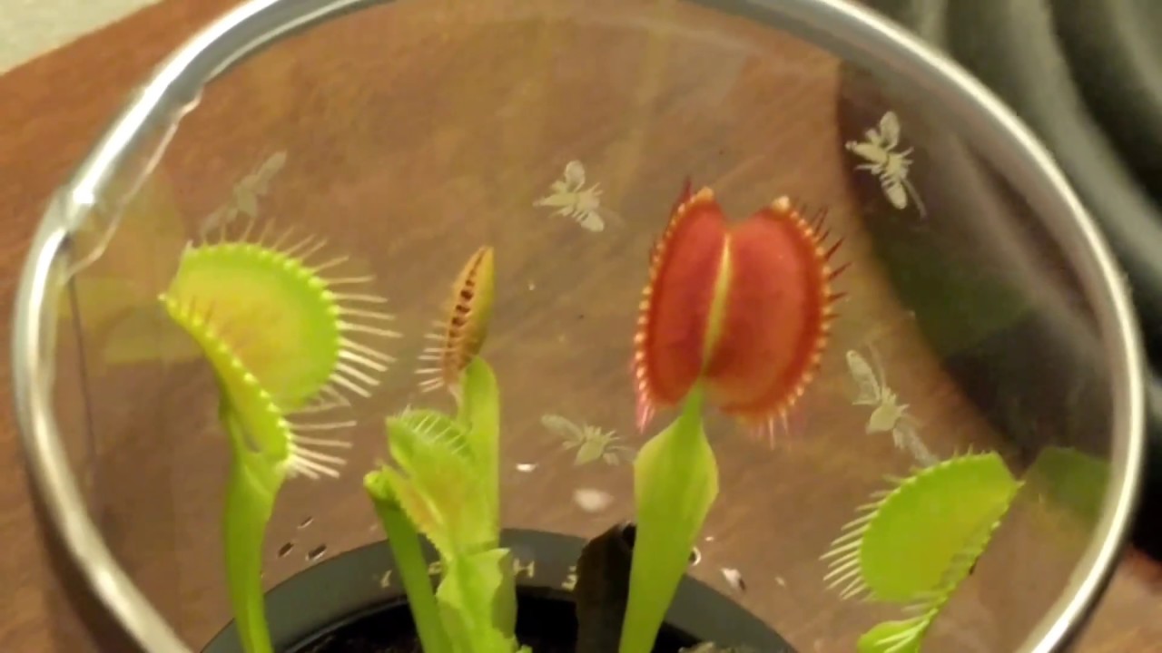 Venus fly trap eats spider with sound YouTube