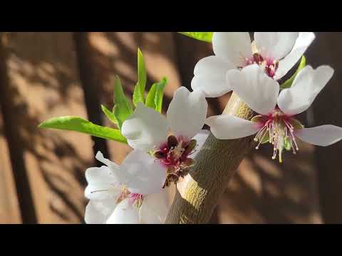 वीडियो: बादाम के पेड़ की देखभाल: बादाम का पेड़ उगाना सीखें