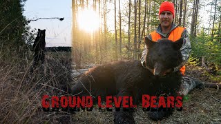 Two Big Old Canadian Black Bears from the Ground - Saskatchewan and Alberta