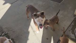 AKC STAFFORDSHIRE BULL TERRIER PUPPIES PLAYING WITH MOM