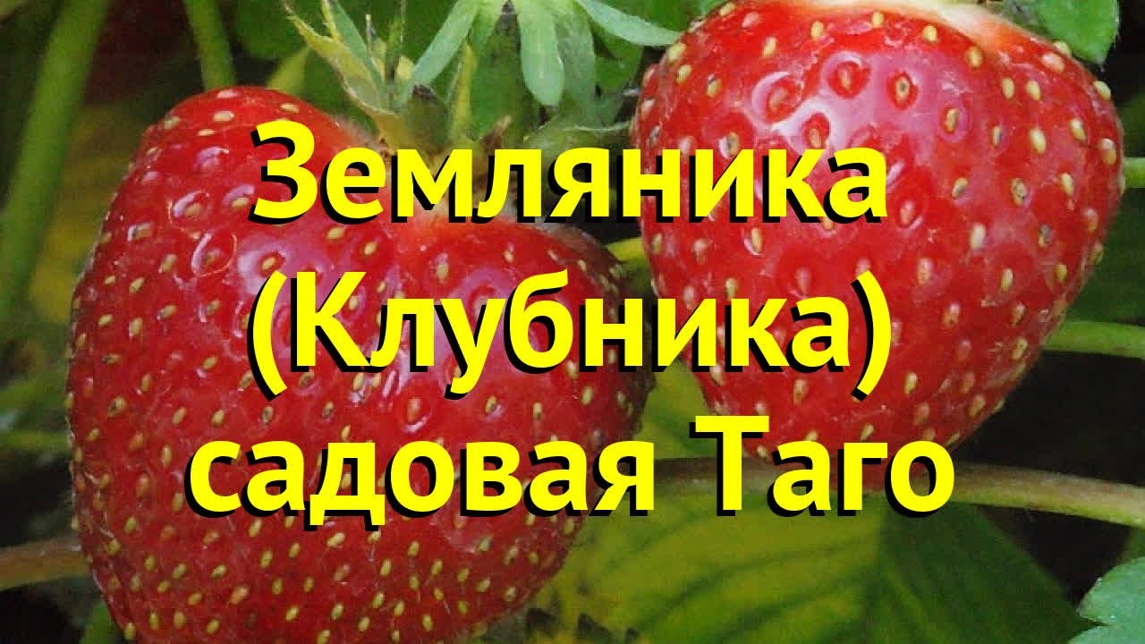 Особенности культивирования дикой ягоды: секреты успешного выращивания