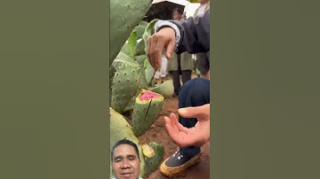 xương rồng ăn được #fruit #farming