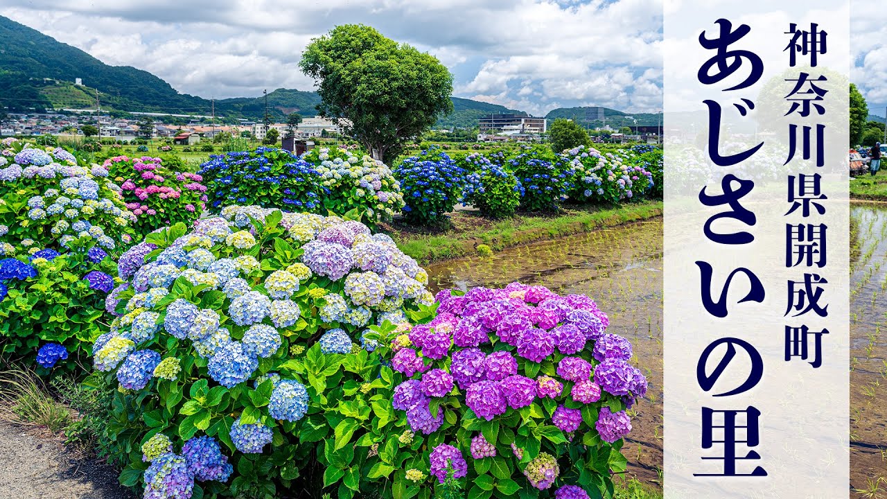 開成町 あじさいの里 カタツムリになる一日 紫陽花5000株 Kaisei Town Hydrangea Village Youtube