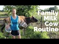 Join Us Start To Finish For Our Daily Cow Milking Routine Hand Milking A Family Milk Cow