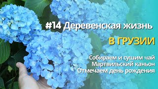 #14 Village life in Georgia | Tea harvesting | Martvili Canyon | Celebrating a birthday