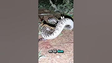 Cuộc đối đầu giữa rắn và rết  #thếgiớiđộngvật