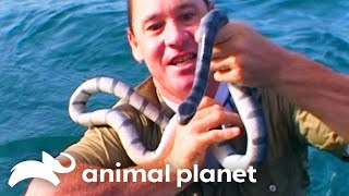 Irwin Caught Waves And Venomous Snakes In Southeast Asia The Crocodile Hunter Animal Planet