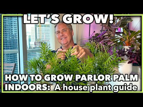 Video: Parlor Palm Houseplant Care - Имараттагы пальма өсүмдүктөрүнө кам көрүү