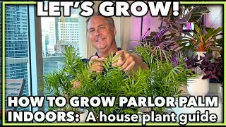 HOW TO GROW PARLOR PALM INDOORS: A house plant guide on caring for your parlor palm