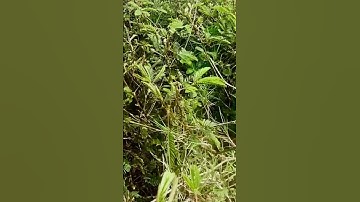 Cây xấu hổ - cây trinh nữ #thuocquyquanhta #trinhnu #caytrinhnu #cayxauho #dauthatlung