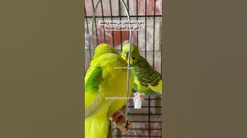 #سورة_الإخلاص #رقية_شرعية #قرآن #طيور #البادجي #السعودية #العراق #quran #birds #budgies #lovebirds