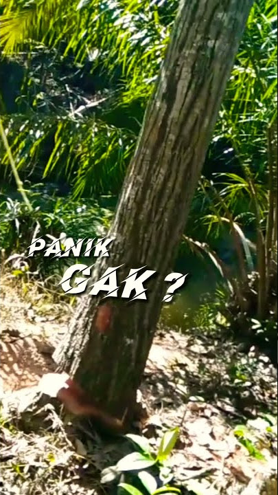 Menegangkan‼️ tebang pohon balik arah #shorts