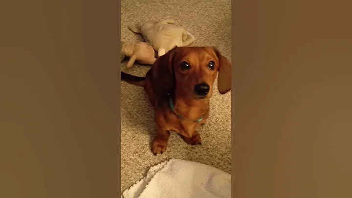 Hallelujah! Oliver, the smart dachshund!