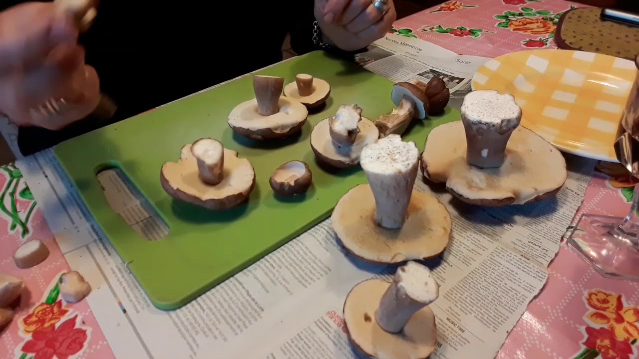 CUEILLETTE  ET CUISINE DE CÉPES D’ÉTÉ