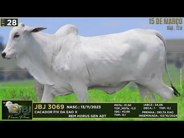 LOTE 28   JBJ 3069