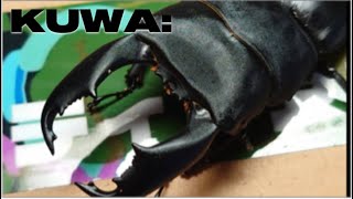 顎太スラウェシ掘り出します