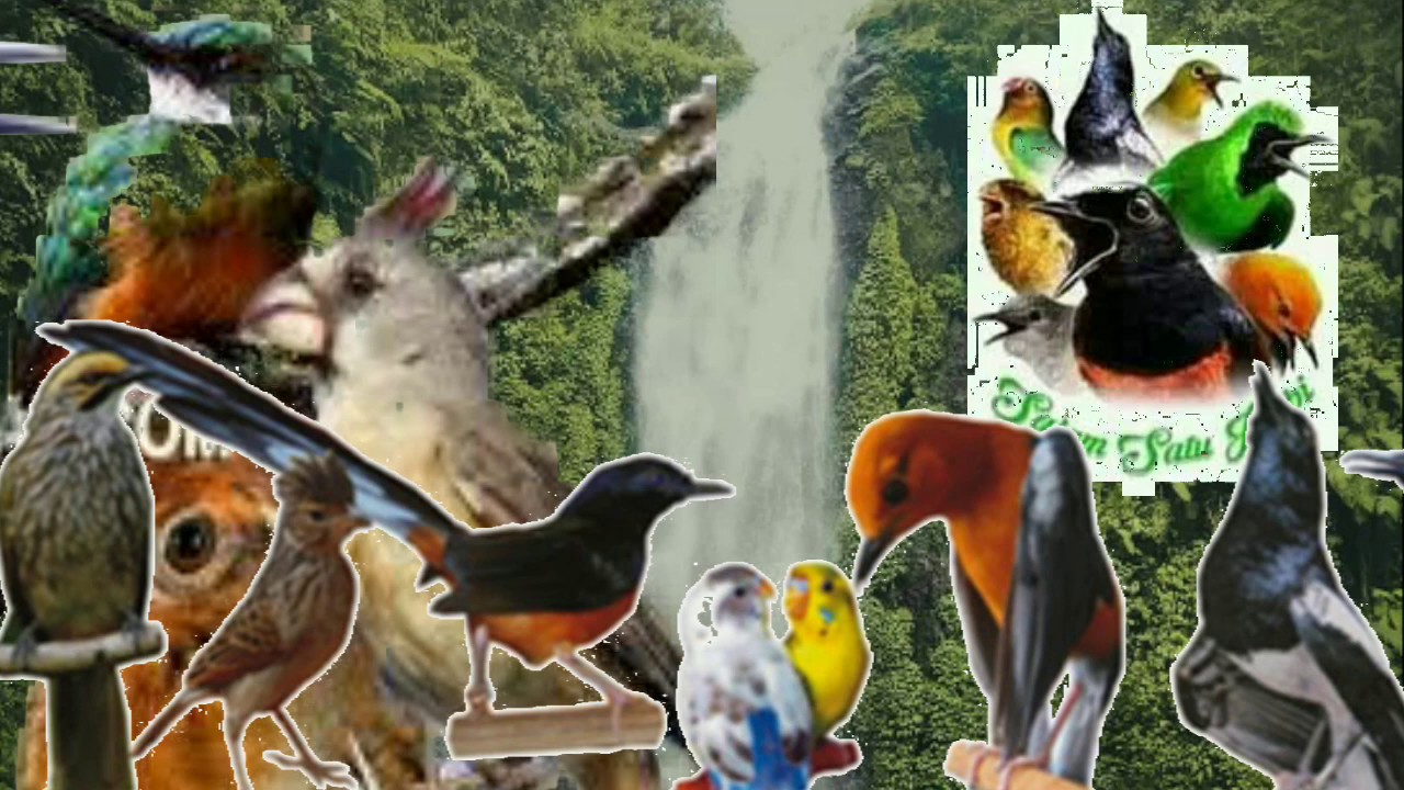 Masteran Terapi Males Bunyi Berbagai Jenis Burung Paling Ampuh!!!