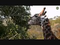 Pt 1 Safari Live&#39;s Sunset Safari Drive at 3:30 PM on April 27, 2018