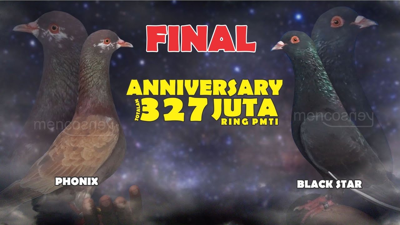 FINAL || ANNIVERSARY PMTI NASIONAL ke-8 Lapak Nirwana Cilongok Lomba Ring || PHONIX vs BLACK STAR