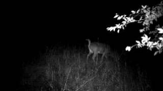 cuddeback big dear 09 29 09 003