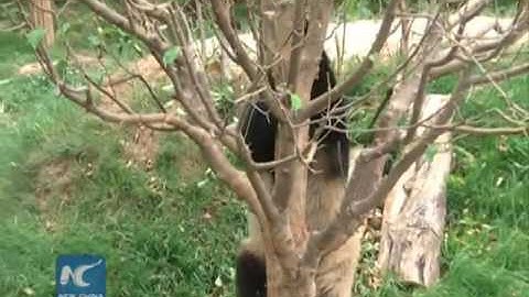 Cute alert: Giant panda trying to climb a tree