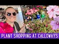 Nursery tour at calloways nursery  plant haul   shopping for plants